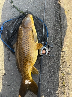 コイの釣果