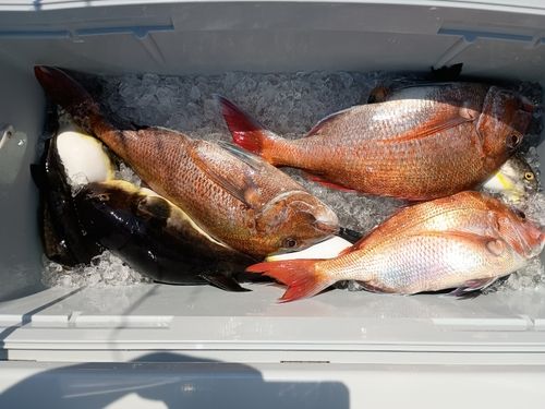 マダイの釣果