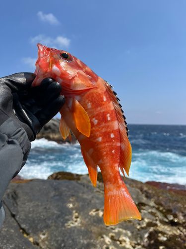 アカハタ