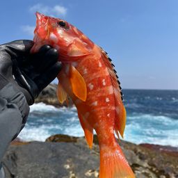 アカハタ