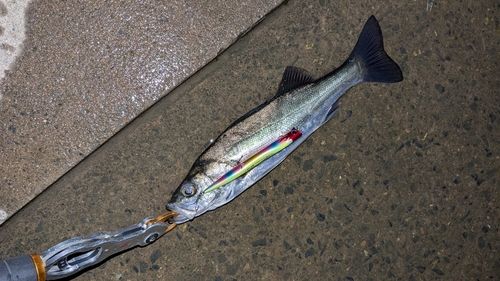 セイゴ（マルスズキ）の釣果