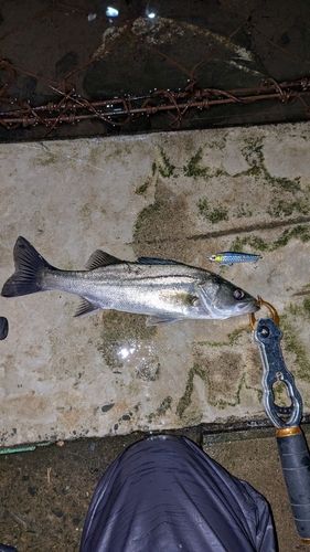 セイゴ（マルスズキ）の釣果