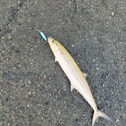 サゴシ