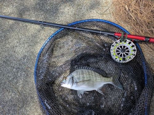 ミナミクロダイの釣果