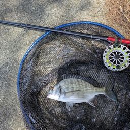 ミナミクロダイ