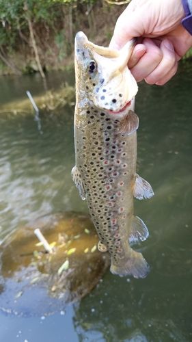 ブラウントラウトの釣果