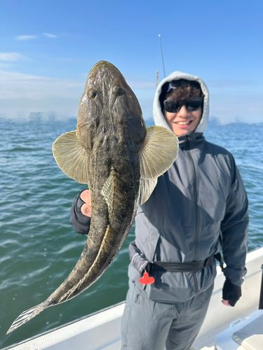 マゴチの釣果