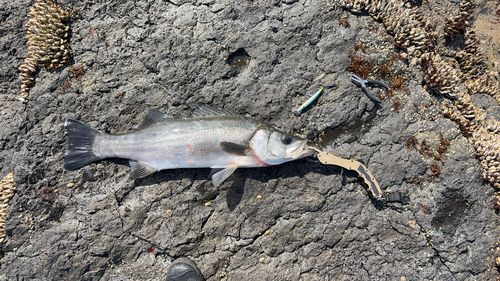 ヒラスズキの釣果