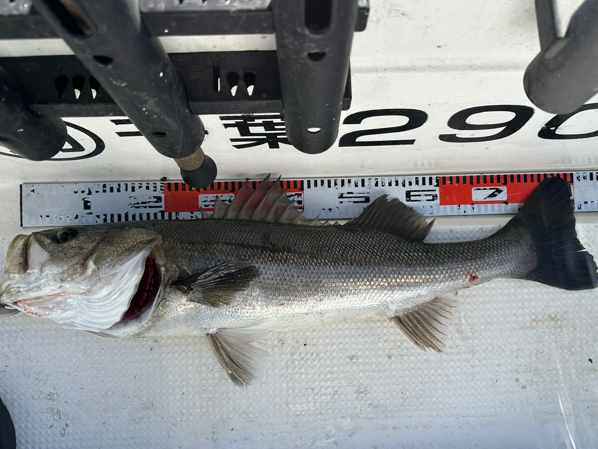 Ryo Kさんの釣果 3枚目の画像