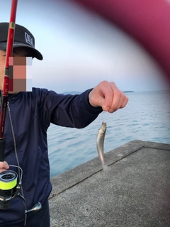 シロギスの釣果