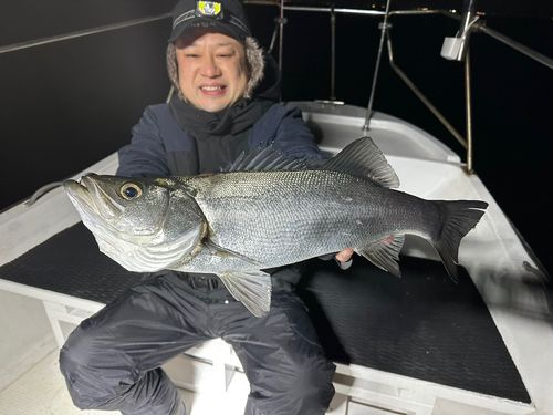 ヒラスズキの釣果