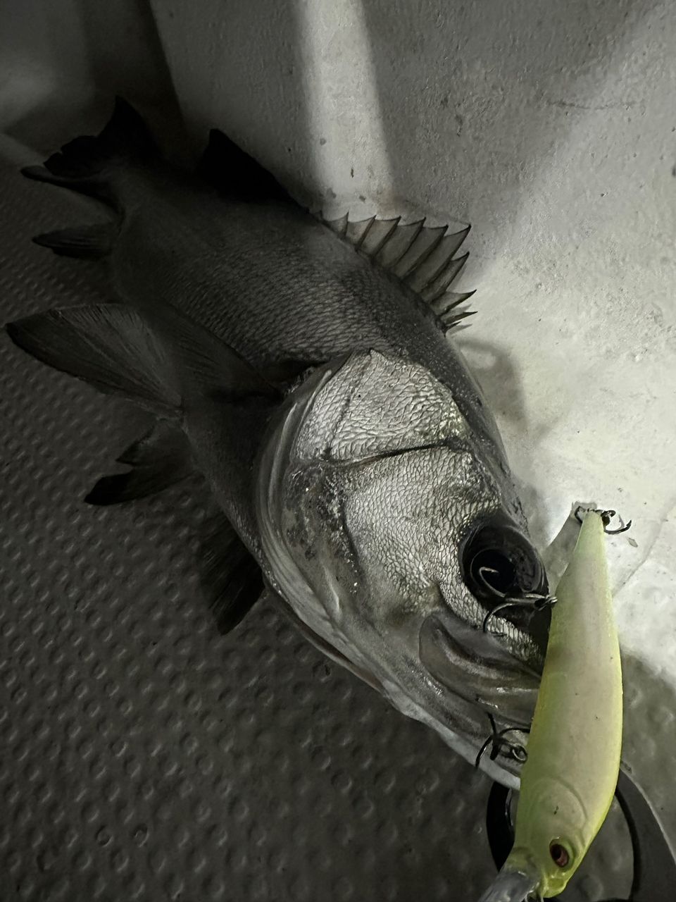 Ryo Kさんの釣果 2枚目の画像