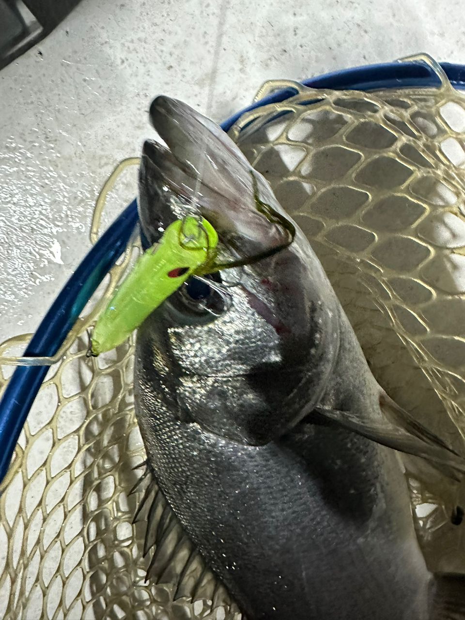 Ryo Kさんの釣果 3枚目の画像