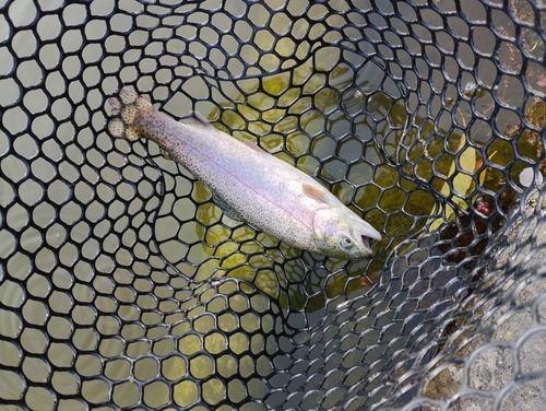 ニジマスの釣果