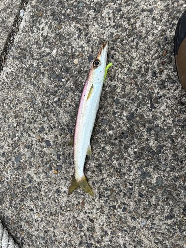 アカカマスの釣果