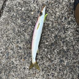 アカカマス