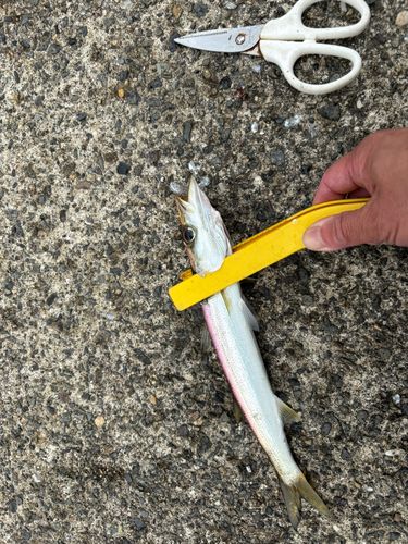 アカカマスの釣果