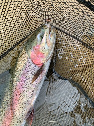 トラウトの釣果