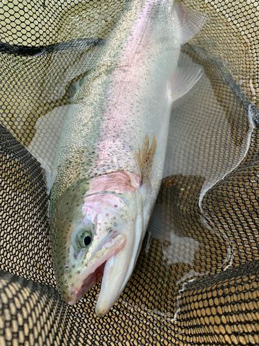 トラウトの釣果