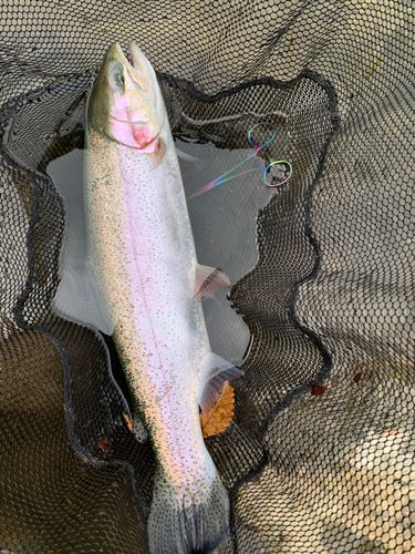 トラウトの釣果