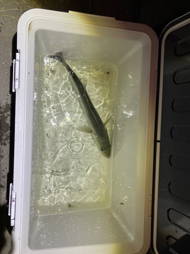 セイゴ（マルスズキ）の釣果