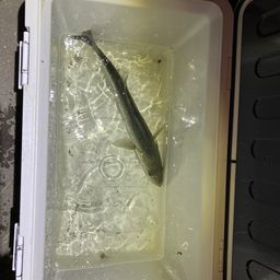 セイゴ（マルスズキ）