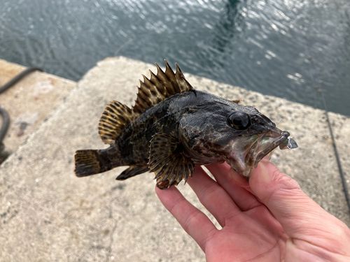 タケノコメバル