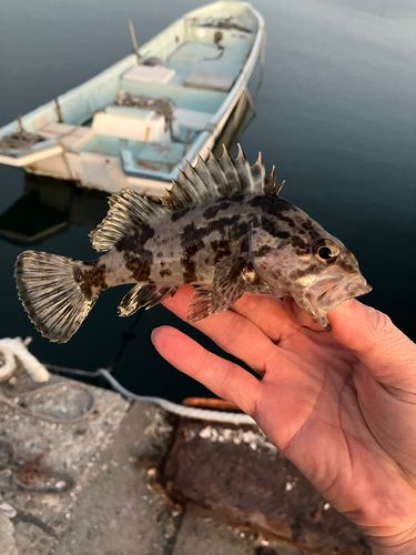 タケノコメバルの釣果