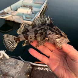 タケノコメバル