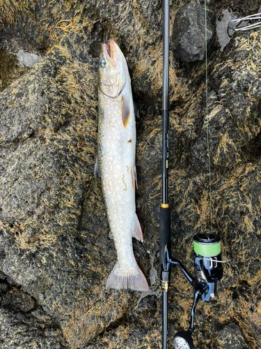 アメマスの釣果