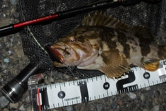 タケノコメバルの釣果