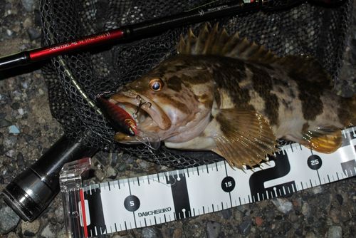 タケノコメバルの釣果