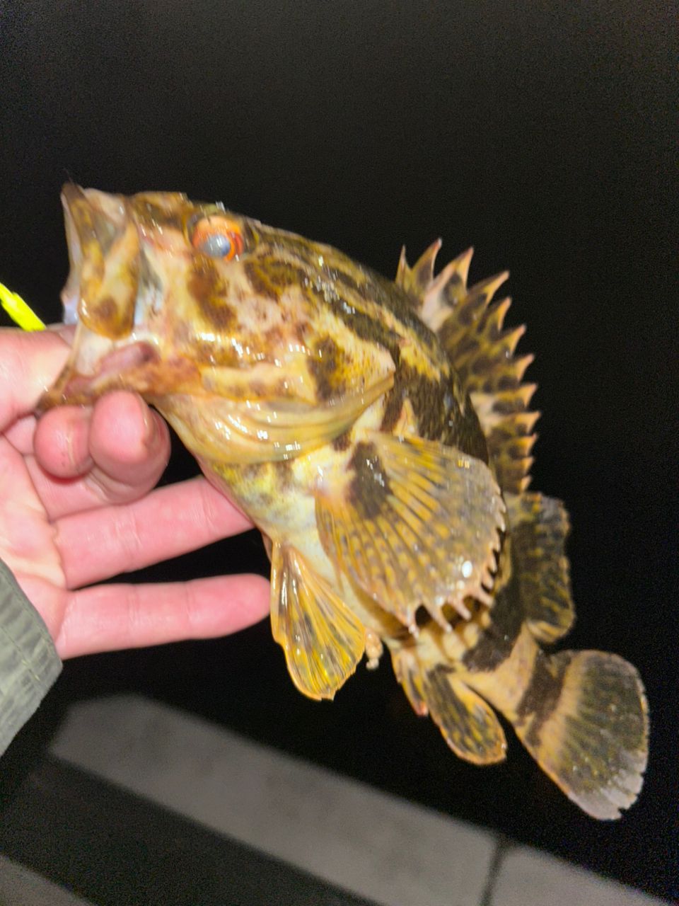 タケノコメバル