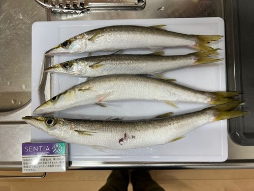 アカカマスの釣果