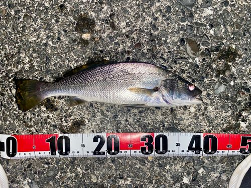 ニベの釣果