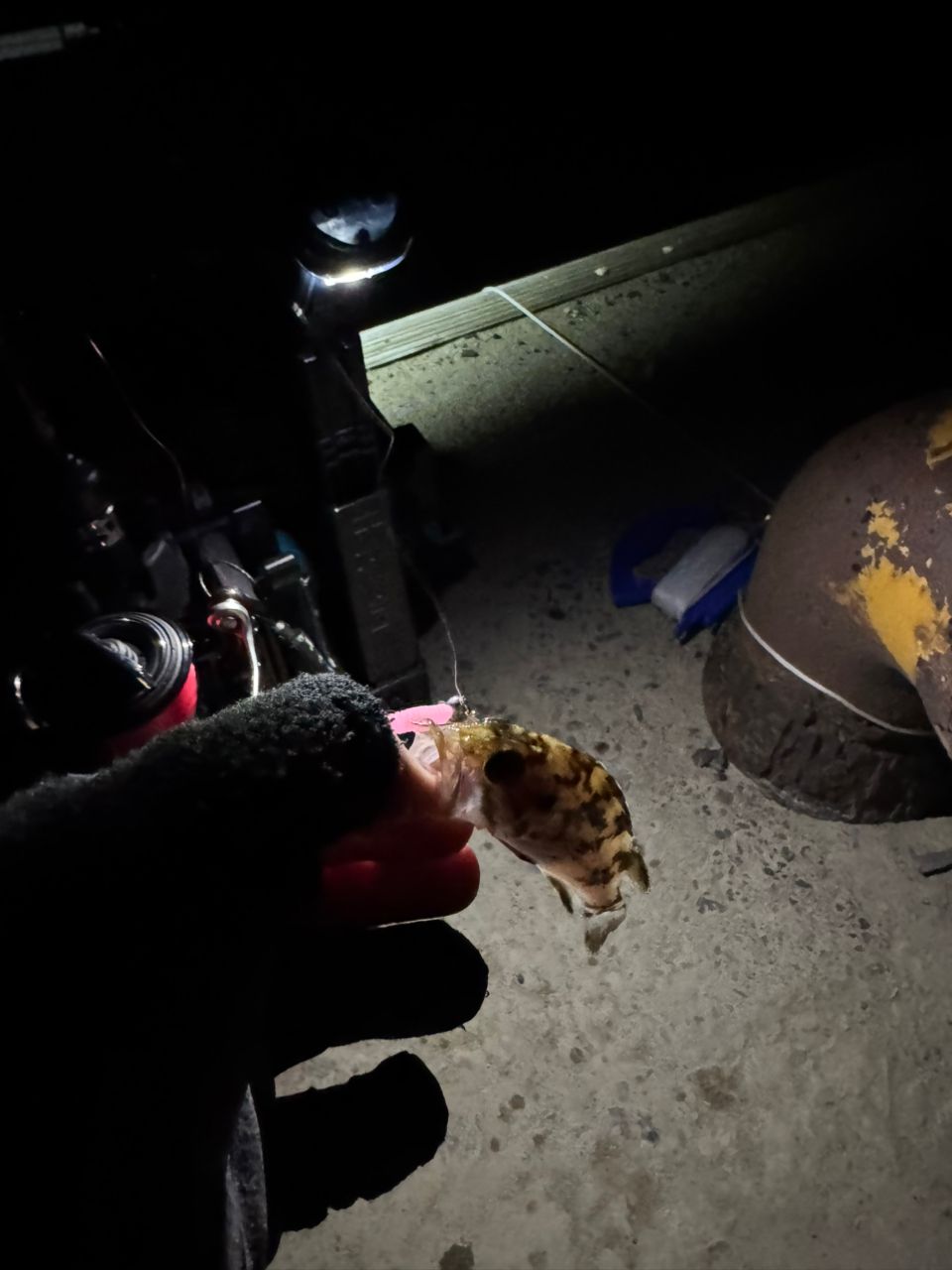 タケノコメバル