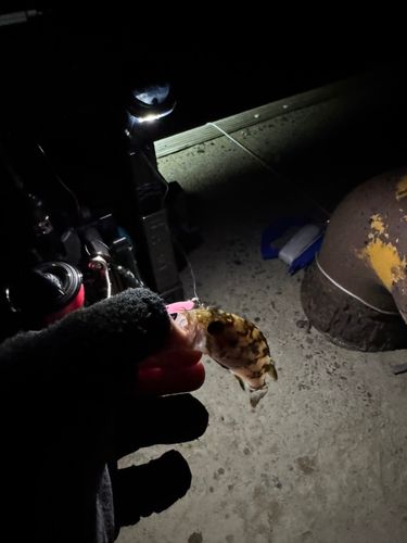 タケノコメバルの釣果