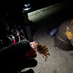 タケノコメバル