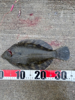 クロガシラガレイの釣果