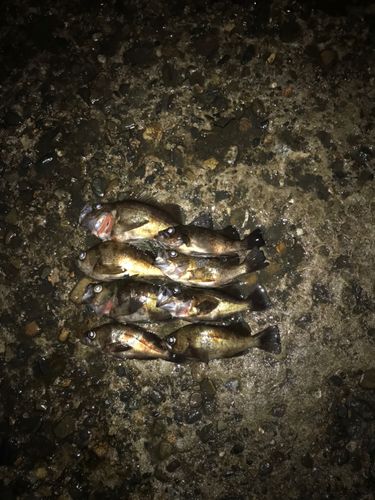 メバルの釣果