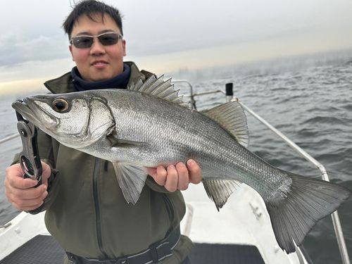 ヒラスズキの釣果