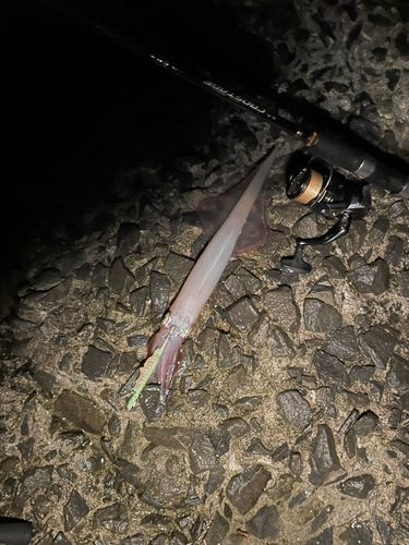 ヤリイカの釣果