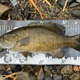 スモールマウスバス