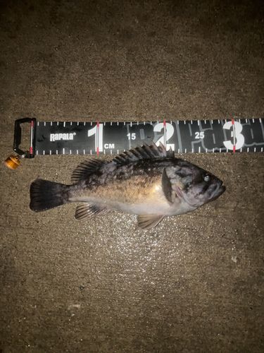 クロソイの釣果
