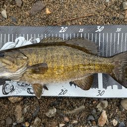 スモールマウスバス