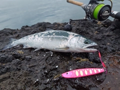 サクラマスの釣果