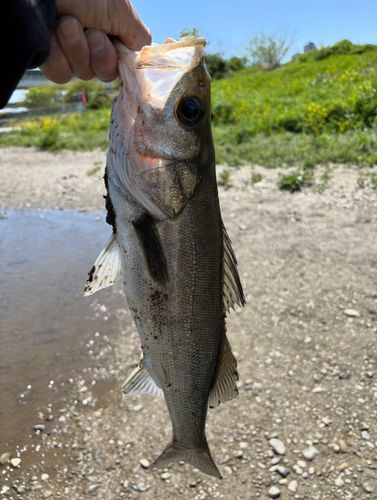 スズキの釣果