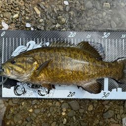 スモールマウスバス