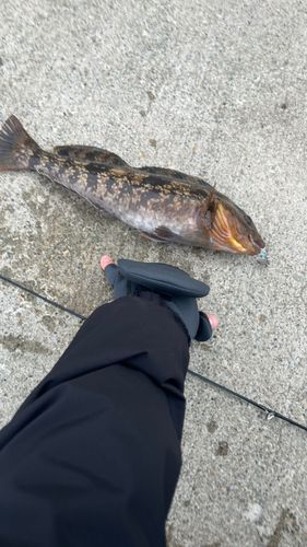 アイナメの釣果