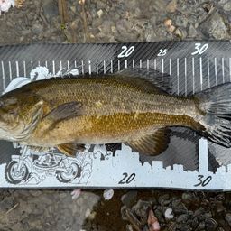 スモールマウスバス